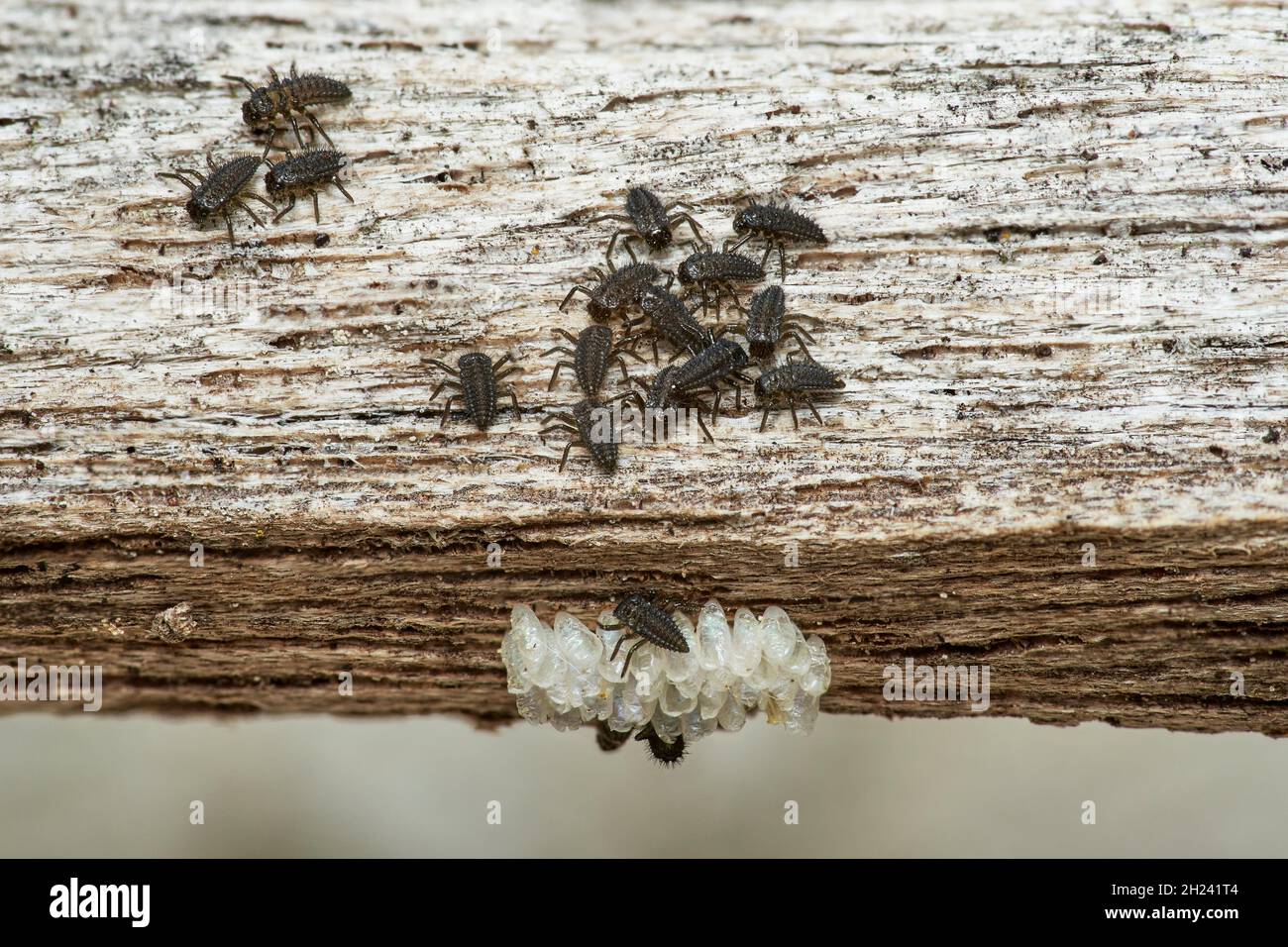 nouveau-né larvas de coccinelles explorant la région autour de leur embrayage d'oeufs Banque D'Images