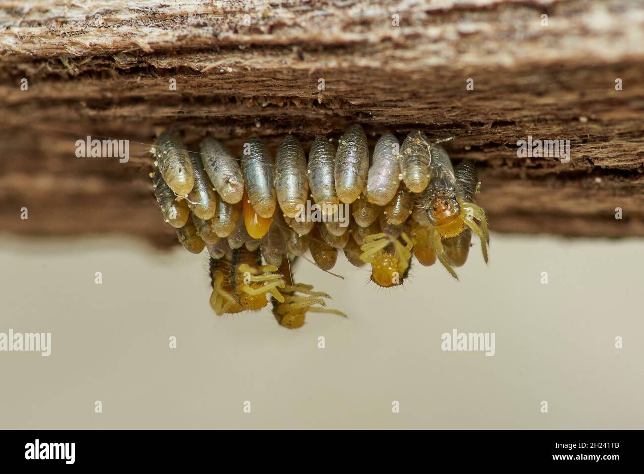 les larves de coccinelles émergent de leur chrysalide Banque D'Images