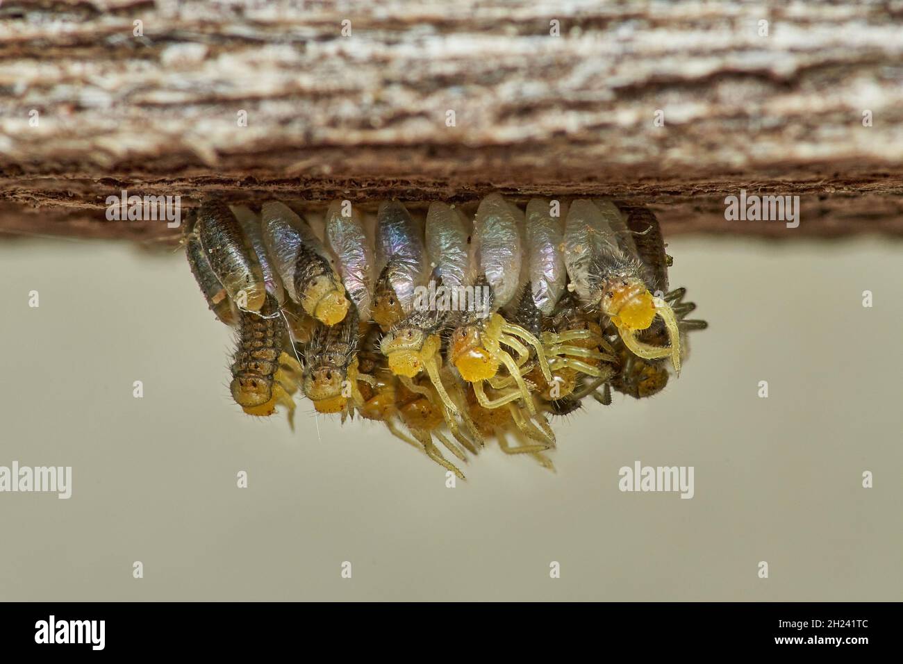 les larves de coccinelles émergeaient de leur chrysalide Banque D'Images