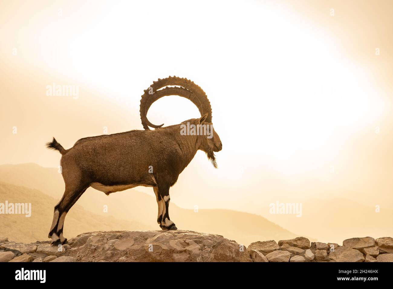 Grand, impressionnant Homme Nubian Ibex (Capra ibex nubiana AKA Capra nubiana) photographié en Israël, désert du Negev en septembre Banque D'Images