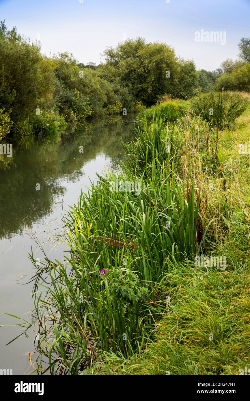 Royaume-Uni, Angleterre, Cambridgeshire, Cambridge, Grantchester,River Cam à côté d'un pré aquatique Banque D'Images