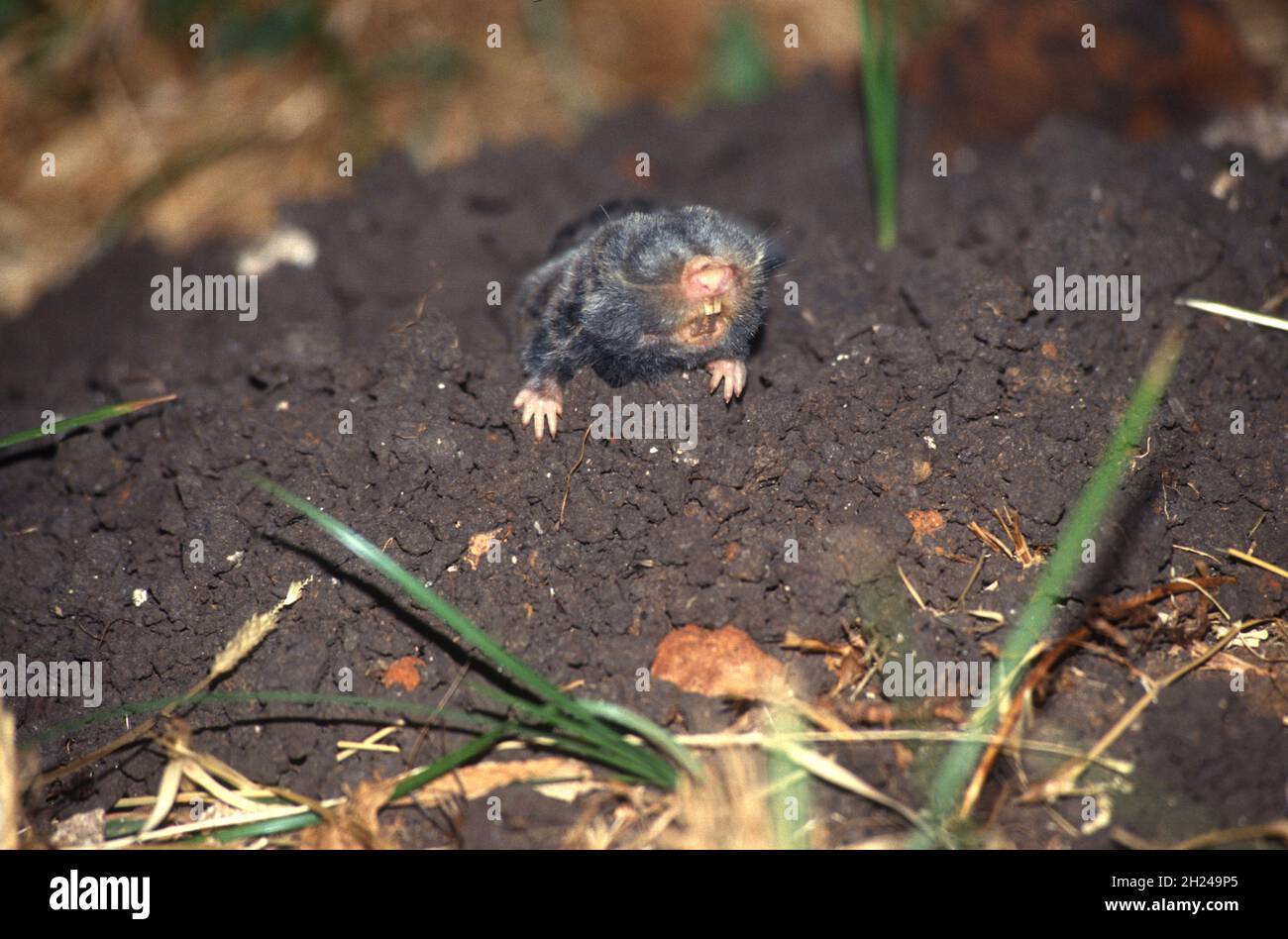 Le rat-taupe aveugle du Moyen-Orient ou rat-taupe palestinien (Spalax ehrenbergi) (également connu sous le nom de Nannospalax ehrenbergi) est une espèce de rongeur de la famille S. Banque D'Images