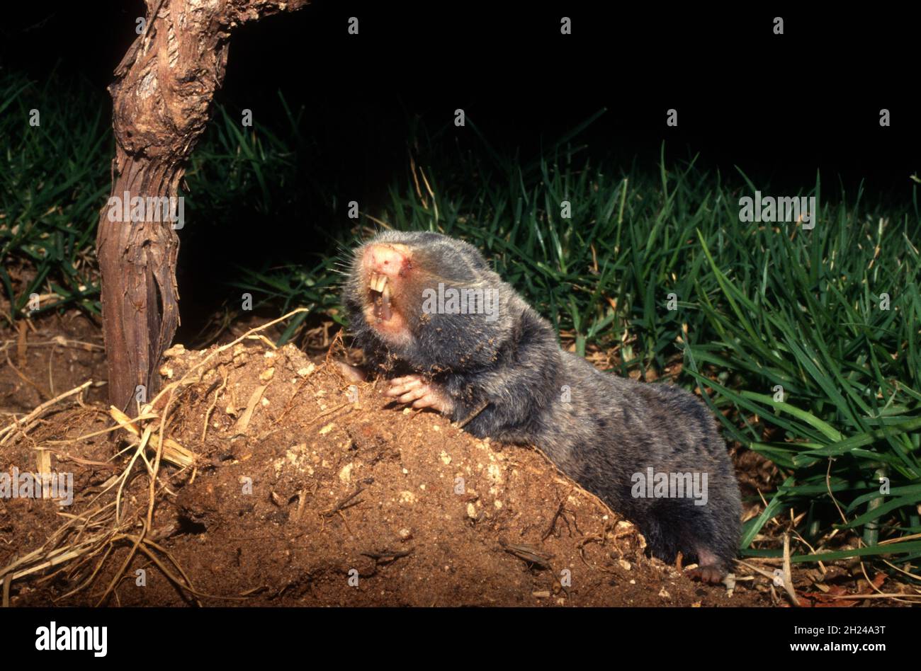 Le rat-taupe aveugle du Moyen-Orient ou rat-taupe palestinien (Spalax ehrenbergi) (également connu sous le nom de Nannospalax ehrenbergi) est une espèce de rongeur de la famille S. Banque D'Images