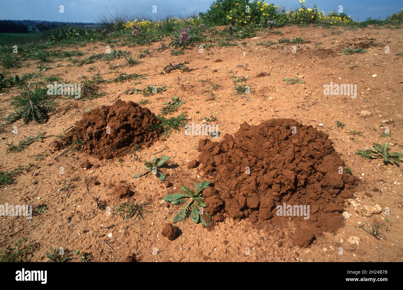 Les monticules dans un champ creusé par le rat-taupe aveugle du Moyen-Orient ou le rat-taupe palestinien (Spalax ehrenbergi) (également connu sous le nom de Nannospalax ehrenbergi) est une espèce Banque D'Images