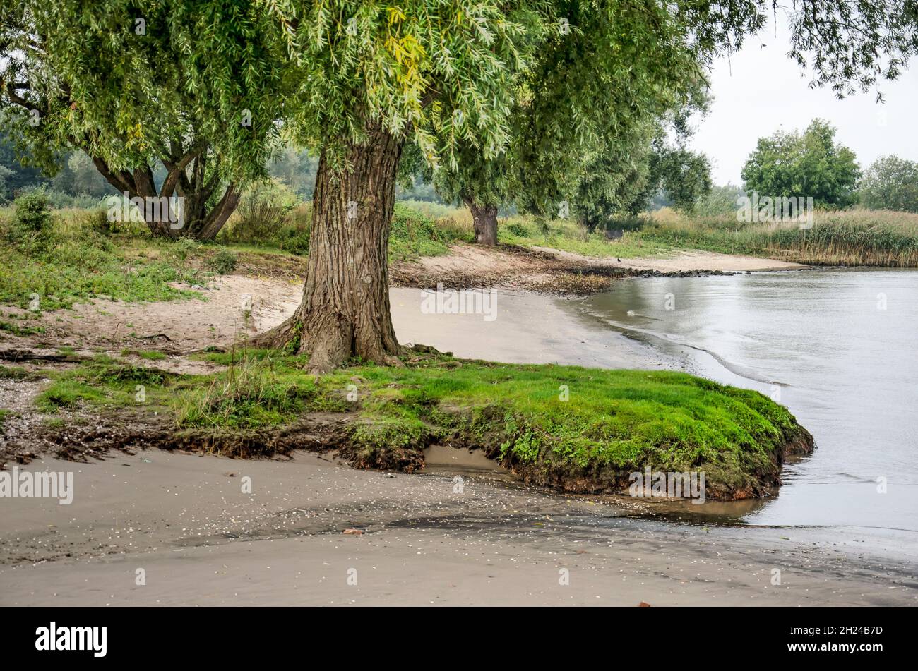 Arbre poussant sur une plage de sable de la rivière Merwede près de Sleeuwijk, aux pays-Bas Banque D'Images