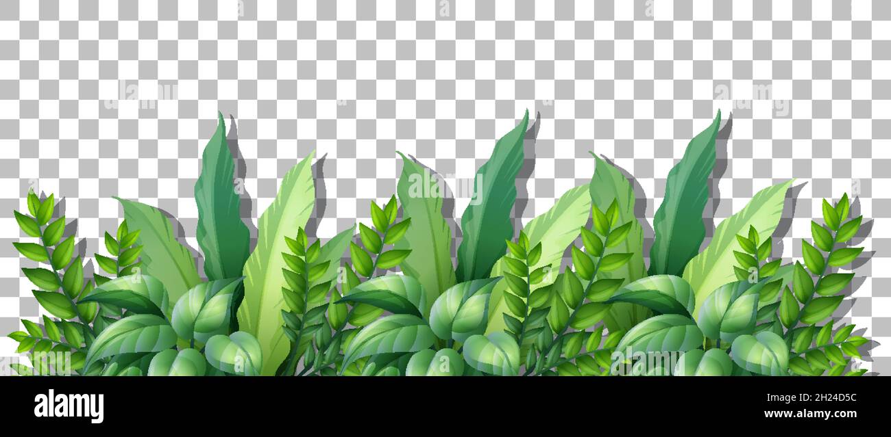 Plante tropicale sur fond transparent Image Vectorielle Stock - Alamy