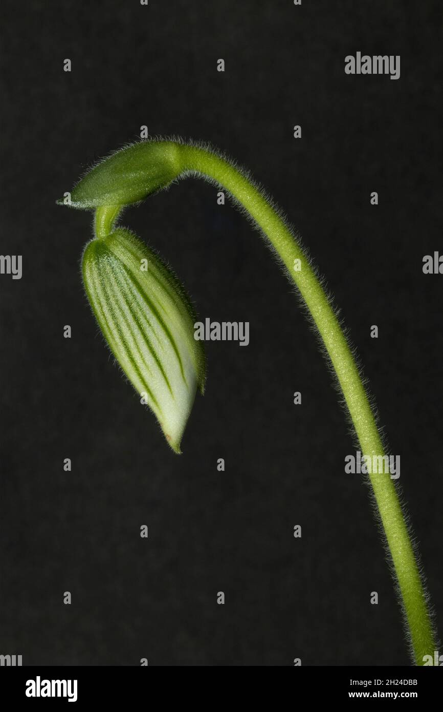 Le bourgeon d'une fleur d'orchidée de la Slipper de la dame dans les premiers stades de développement.Les fleurs d'orchidées sont une structure complexe qui imite souvent les insectes Banque D'Images