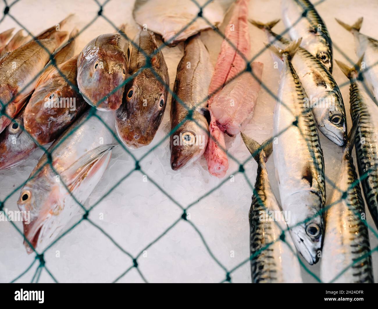 Poisson fraîchement pêché exposé sur le comptoir d'une cabane à poissons frais à Hastings avec un filet de pêche à protéger contre les goélands - vente de poisson frais - yeux de poissons Banque D'Images