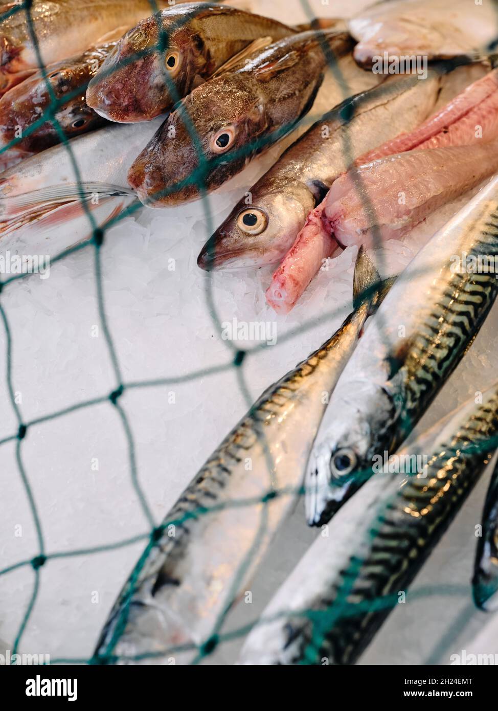 Poisson fraîchement pêché exposé sur le comptoir d'une cabane à poissons frais à Hastings avec un filet de pêche pour les protéger des goélands - vente de poisson frais Banque D'Images