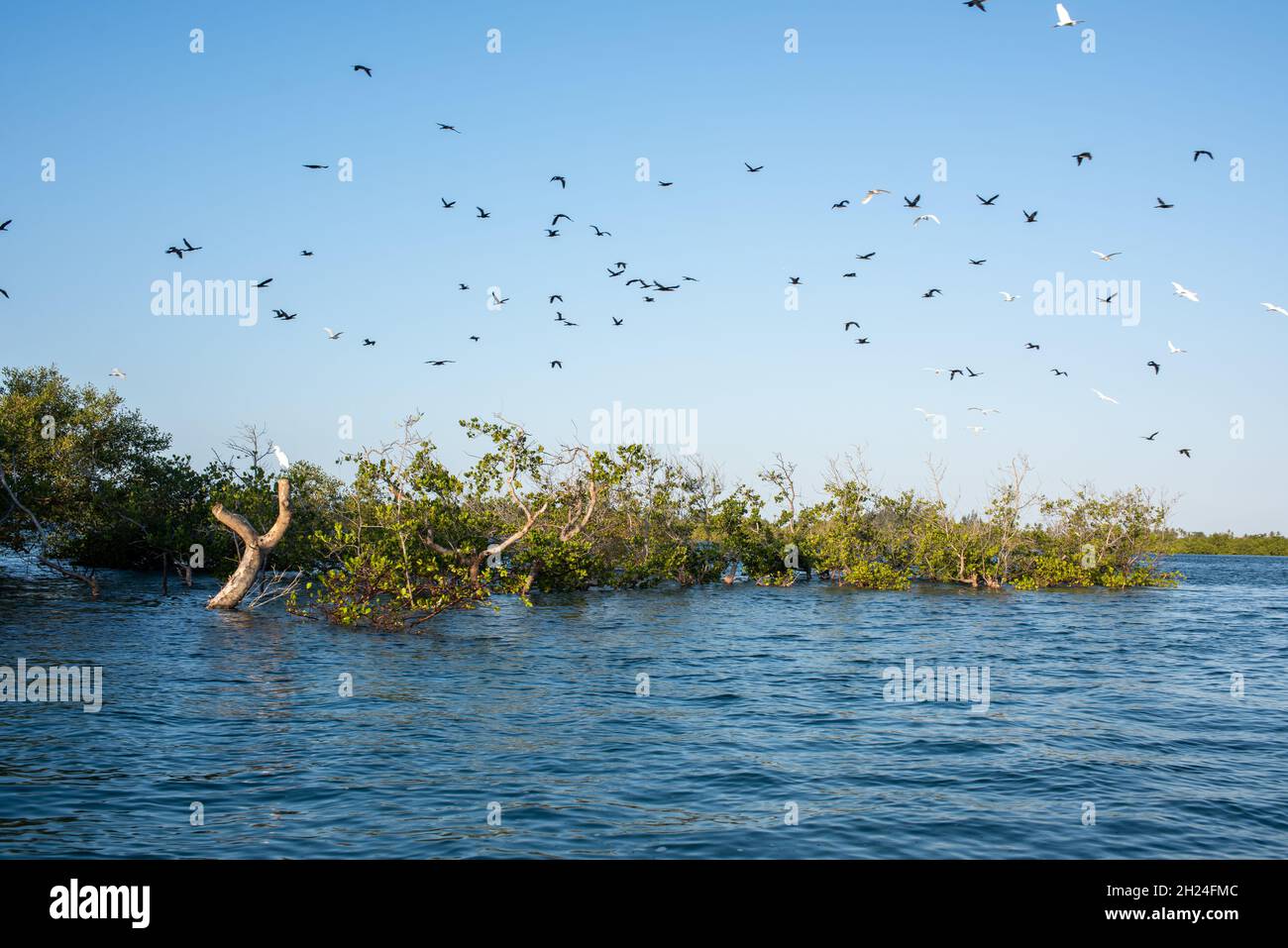 Oiseau qui vole au dessus des arbres Banque de photographies et d