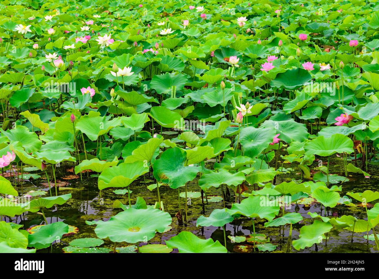 Beaucoup de lotus fleurissent dans l'étang à World Expo Park, Osaka, Japon. Banque D'Images