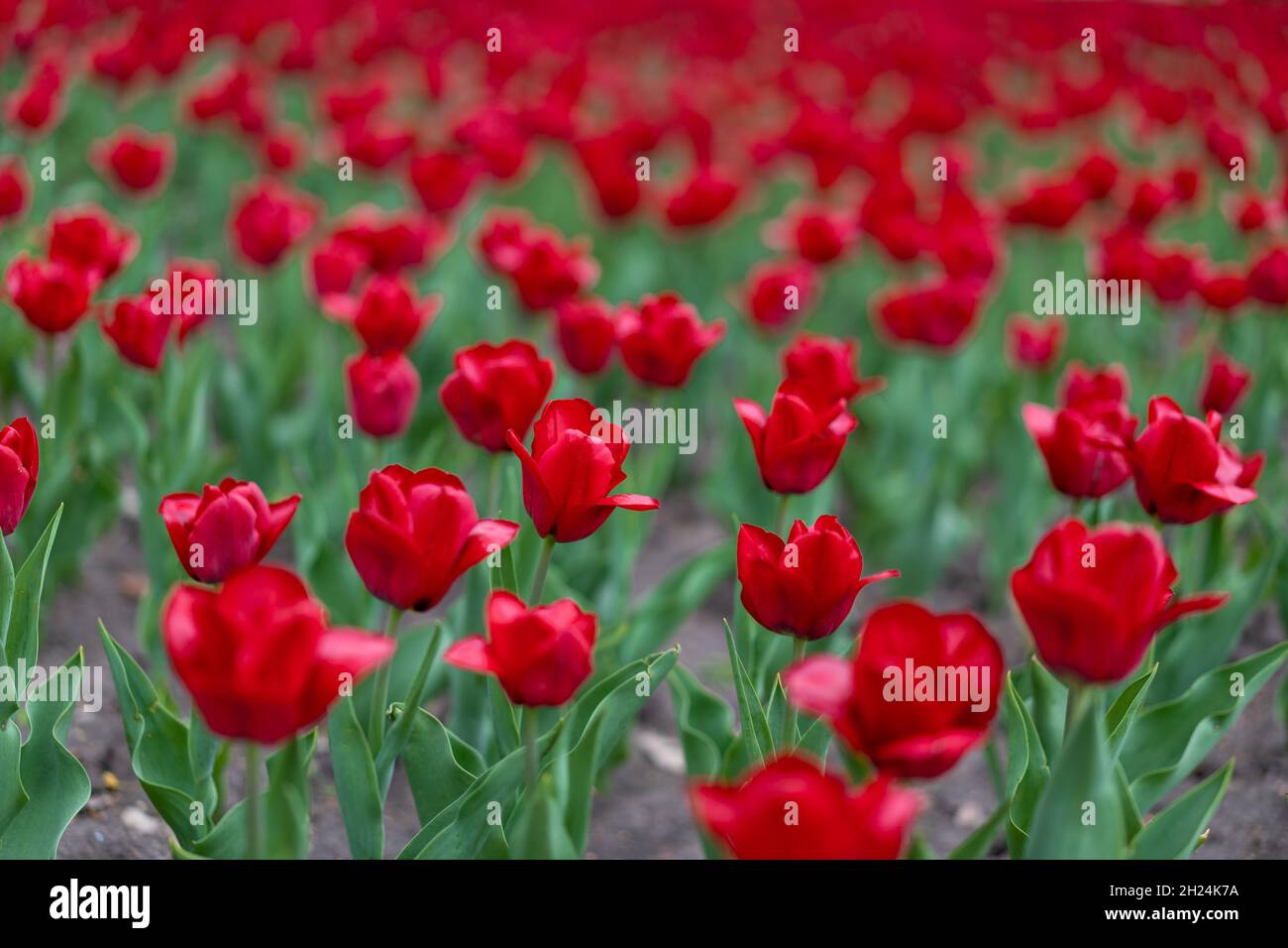 Fleurs de tulipe rouge arrière-plan extérieur fleurs du printemps Banque D'Images