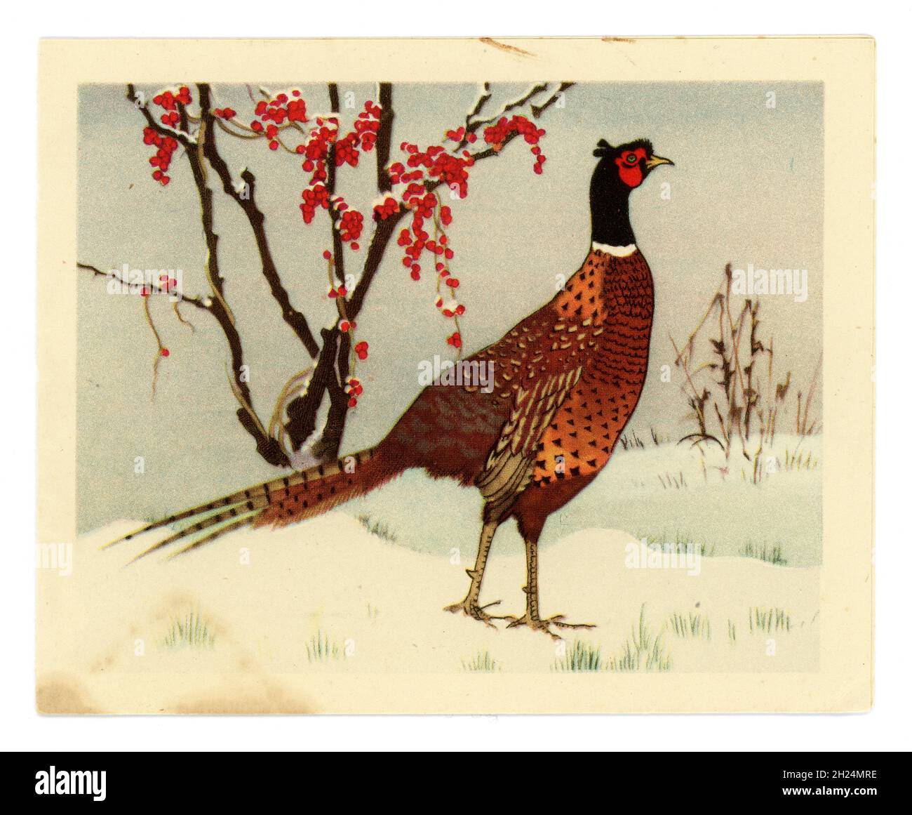 Carte de voeux originale de Noël vintage, faisan dans la neige, baies rouges de bryonie, vers les années 1960, Royaume-Uni Banque D'Images