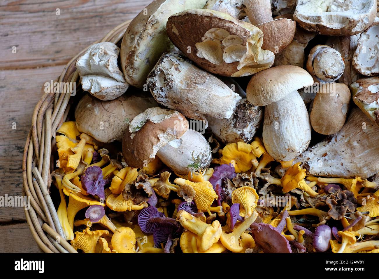 champignons girolles en panier en osier, norfolk, angleterre Banque D'Images