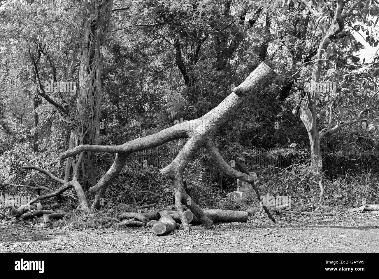 Tronc d'arbre noir et blanc coupé en scie, image symbolique de la destruction de la nature par la société civilisée.Changement climatique, menace pour l'environnement naturel. Banque D'Images