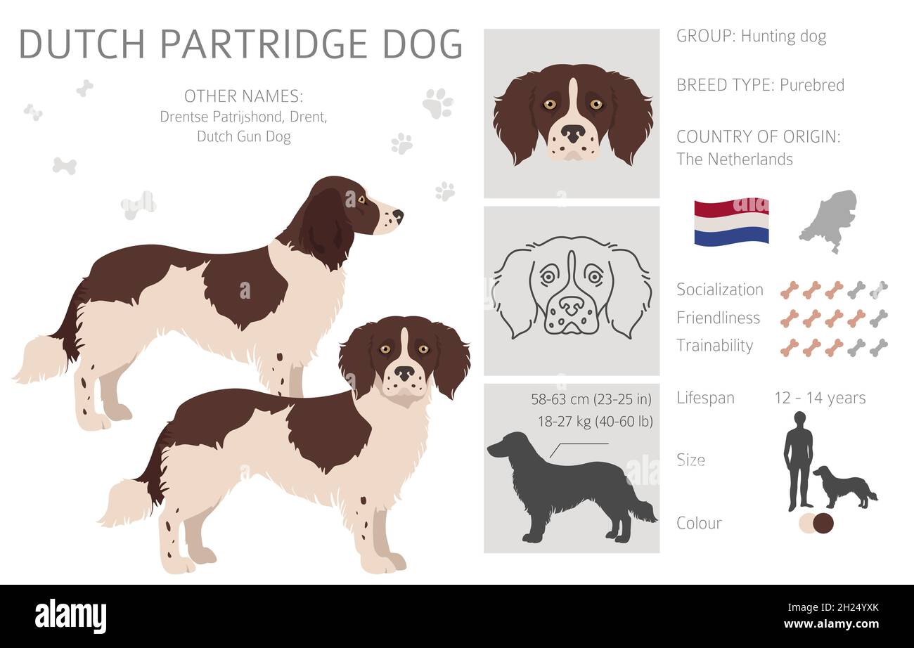 Chien de perdrix hollandais en forme de falaise.Différentes poses, ensemble de couleurs de pelage.Illustration vectorielle Illustration de Vecteur