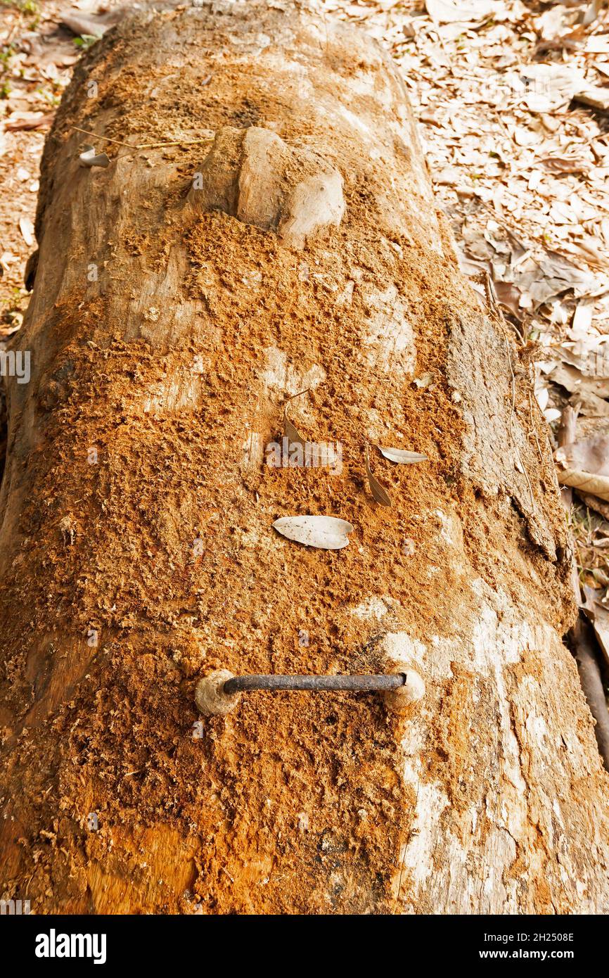 Tronc d'arbre cultivé avec poignée en acier, image symbolique de la destruction de la nature par la société civilisée.Changement climatique, menace pour l'environnement naturel. Banque D'Images