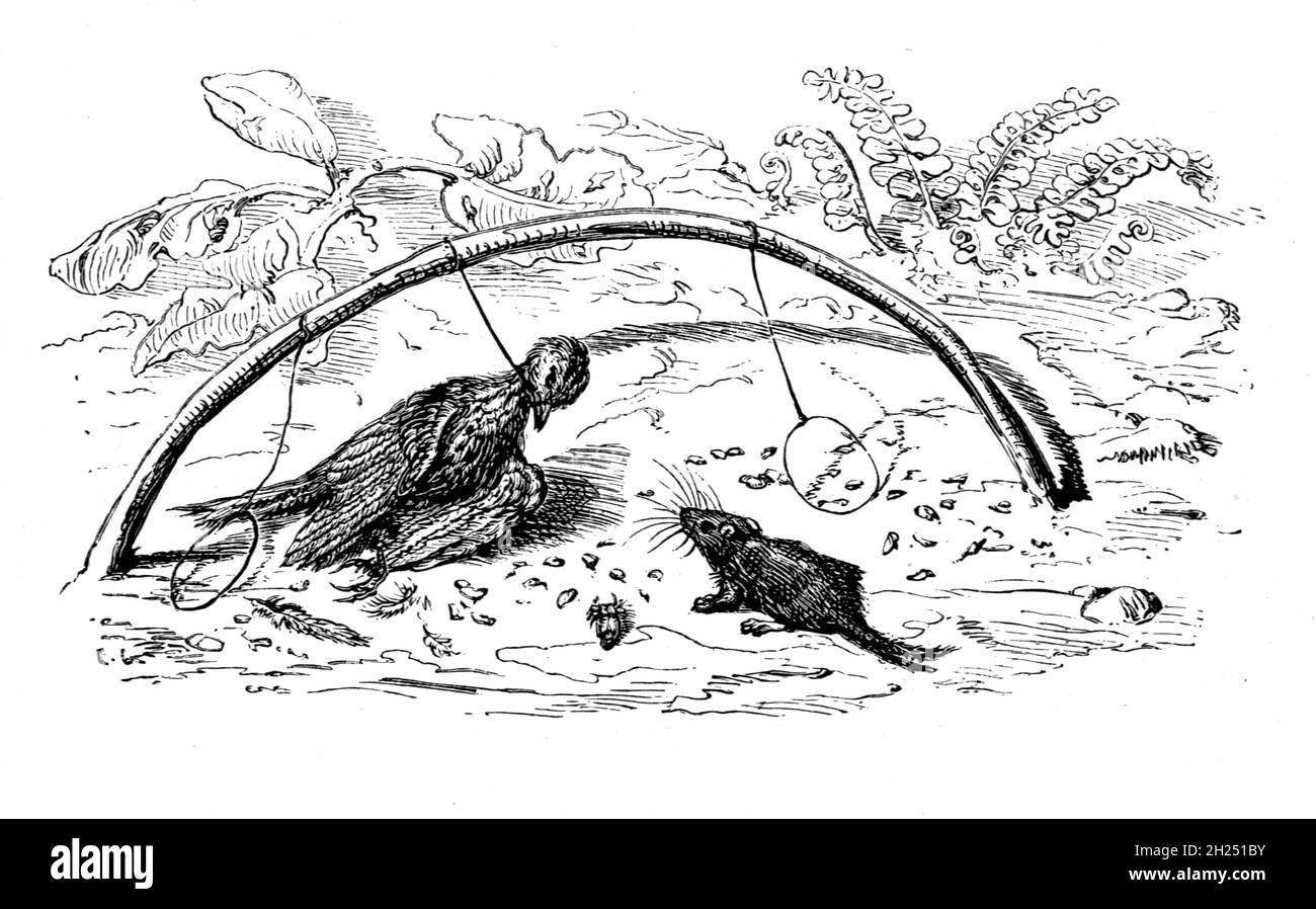 Le Fowler et le Lark des fables d'Aesop illustrés par Joseph Benjamin Rundell, et publié à Londres et New York par Cassell Petter et Galpin en 1869 Banque D'Images