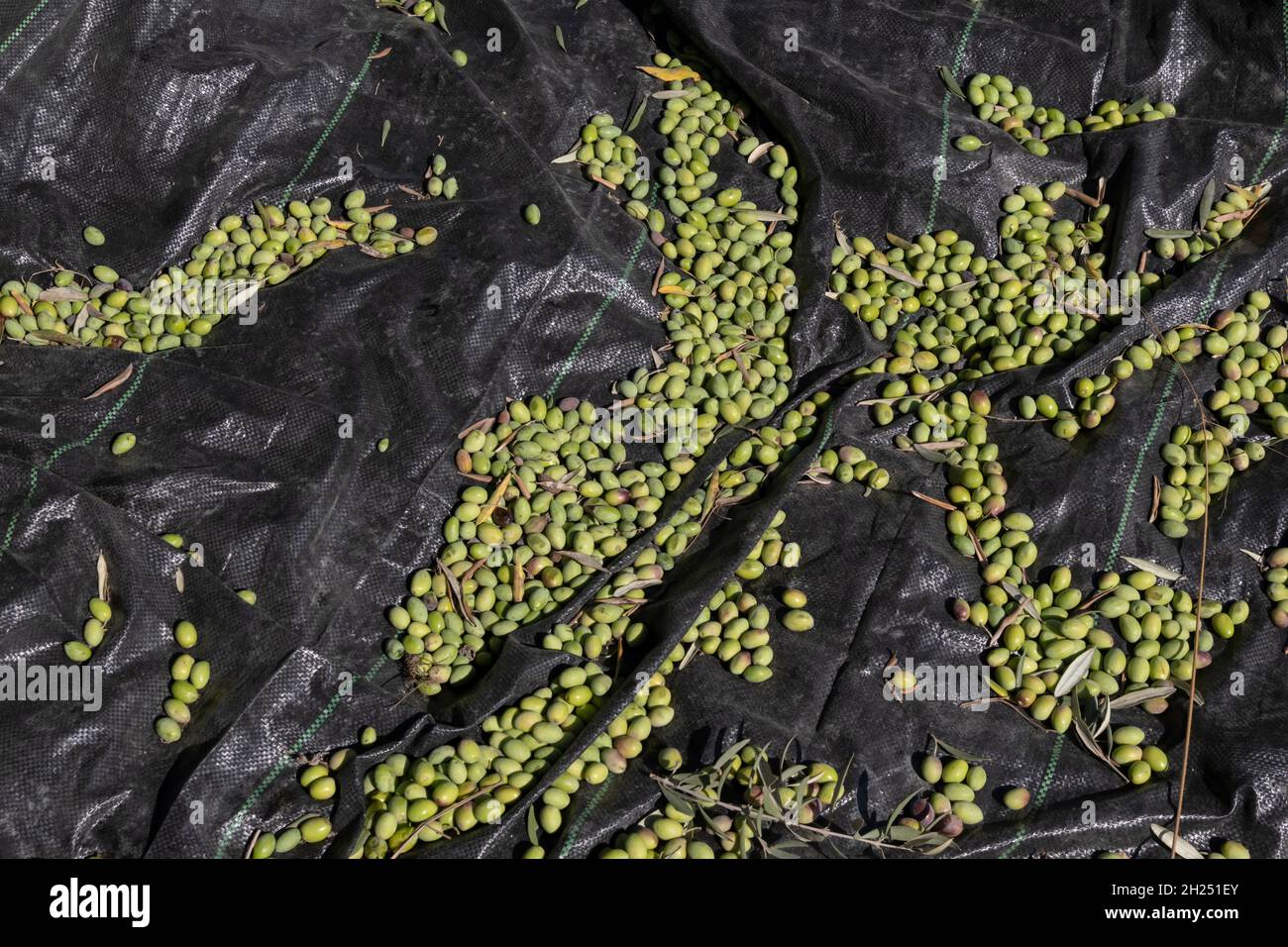 Olives récoltées dans le village palestinien de Burin, près de Naplouse, le 19 octobre 2021, en Cisjordanie, en Israël.La récolte d'olives est un rituel palestinien ancien, qui marque le changement des saisons autour d'octobre et de novembre.L'industrie de l'huile d'olive est importante pour les communautés palestiniennes, avec ses bénéfices qui soutiennent les moyens de subsistance d'environ 80,000 000 familles. Banque D'Images