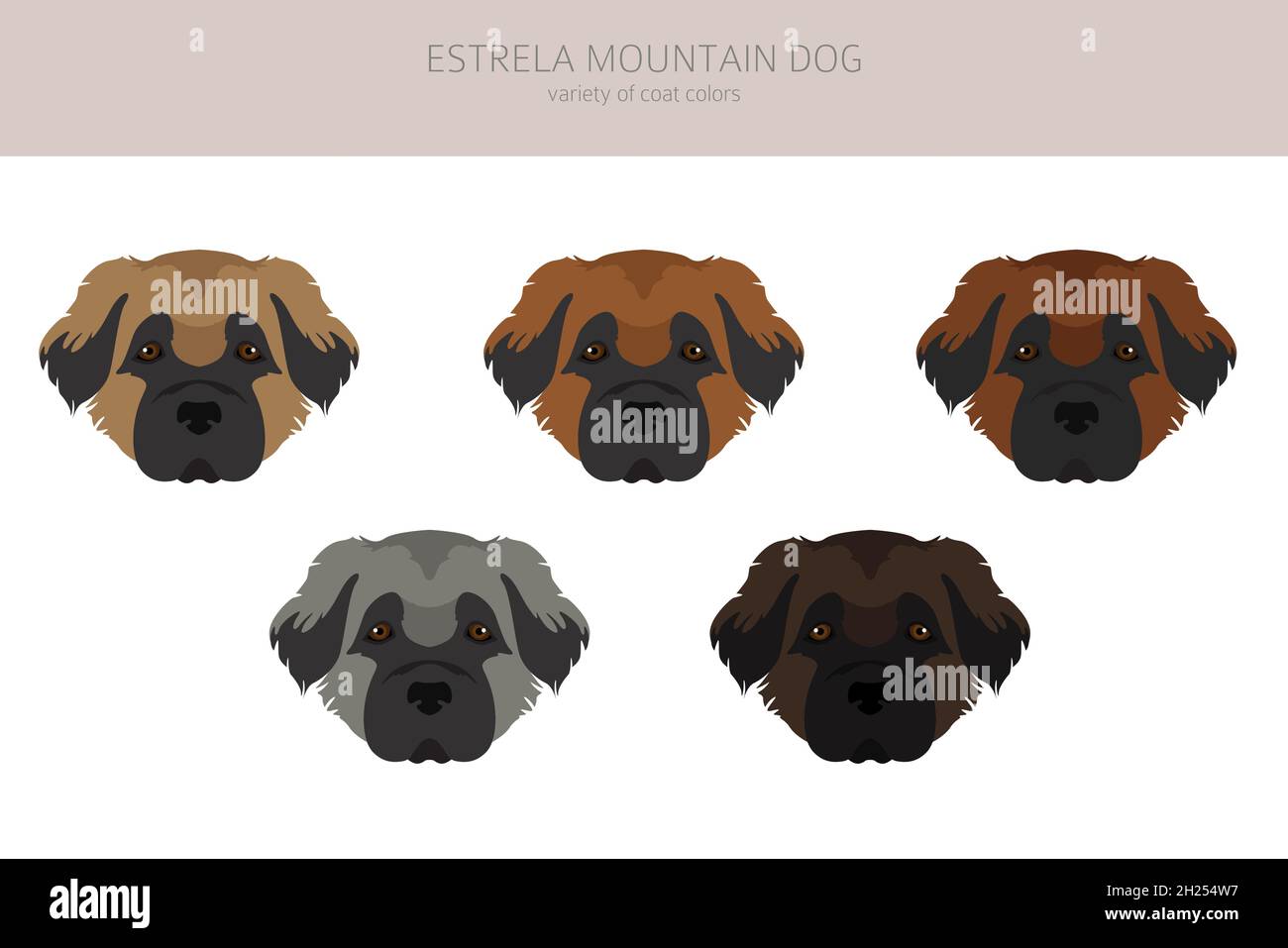 Estrela Mountain dog clipart.Différentes poses, ensemble de couleurs de pelage.Illustration vectorielle Illustration de Vecteur