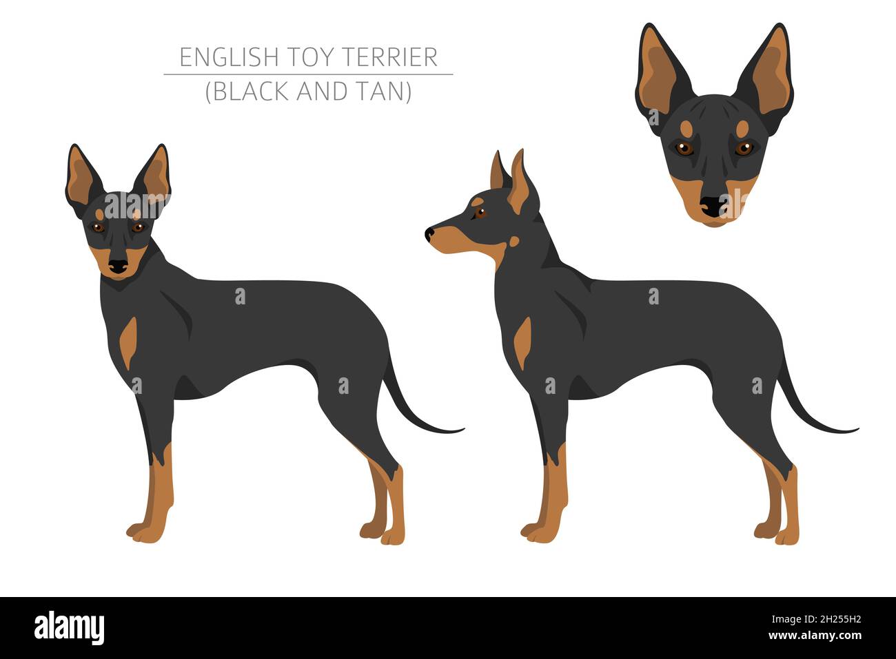 French toy terrier clipart.Différentes poses, ensemble de couleurs de pelage.Illustration vectorielle Illustration de Vecteur