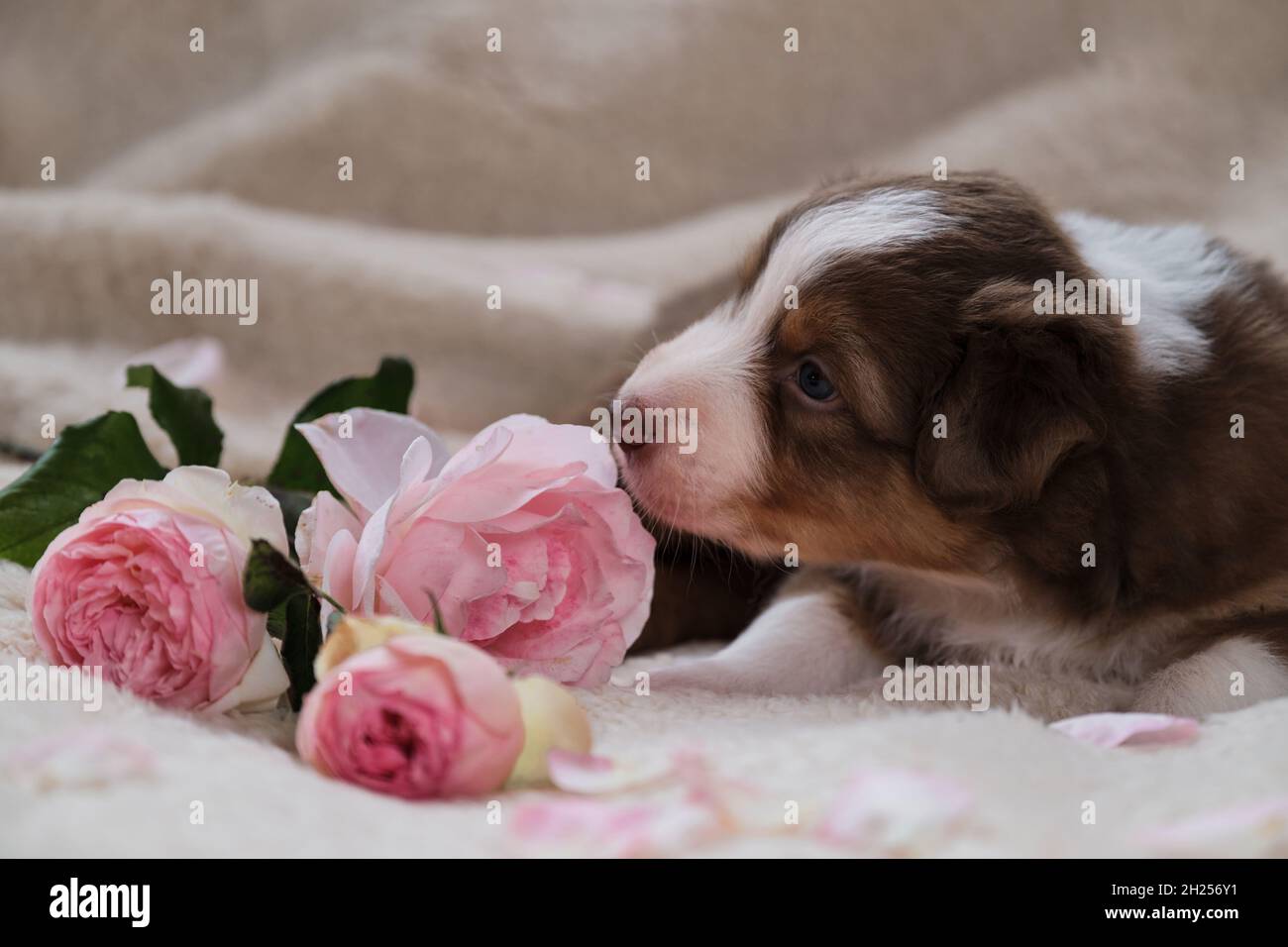 Petit Berger australien chiot tricolore rouge repose sur une couverture douce blanche à côté des roses roses.Magnifique chien australien pour les cartes de vacances.Bonne Valen Banque D'Images