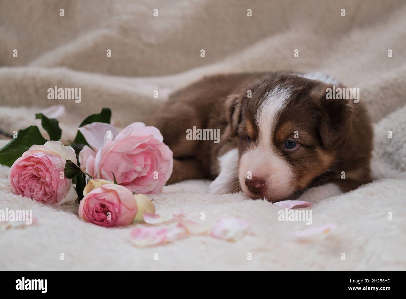 Petit Berger australien chiot tricolore rouge repose sur une couverture douce blanche à côté des roses roses.Magnifique chien australien pour les cartes de vacances.Bonne Valen Banque D'Images