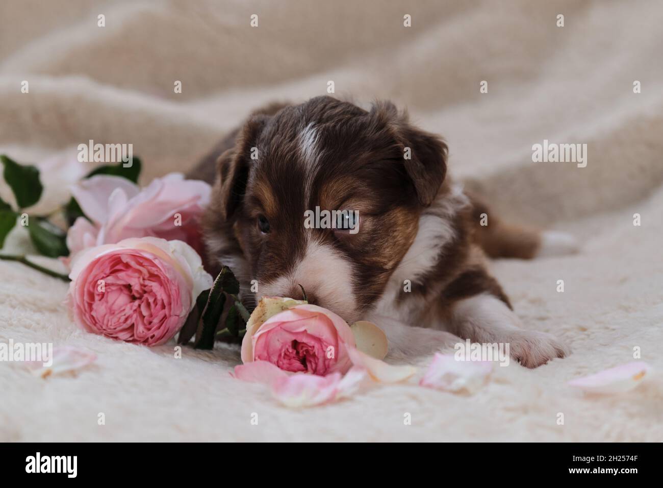 Petit Berger australien chiot tricolore rouge repose sur une couverture douce blanche à côté des roses roses.Magnifique chien australien pour les cartes de vacances.Bonne Valen Banque D'Images