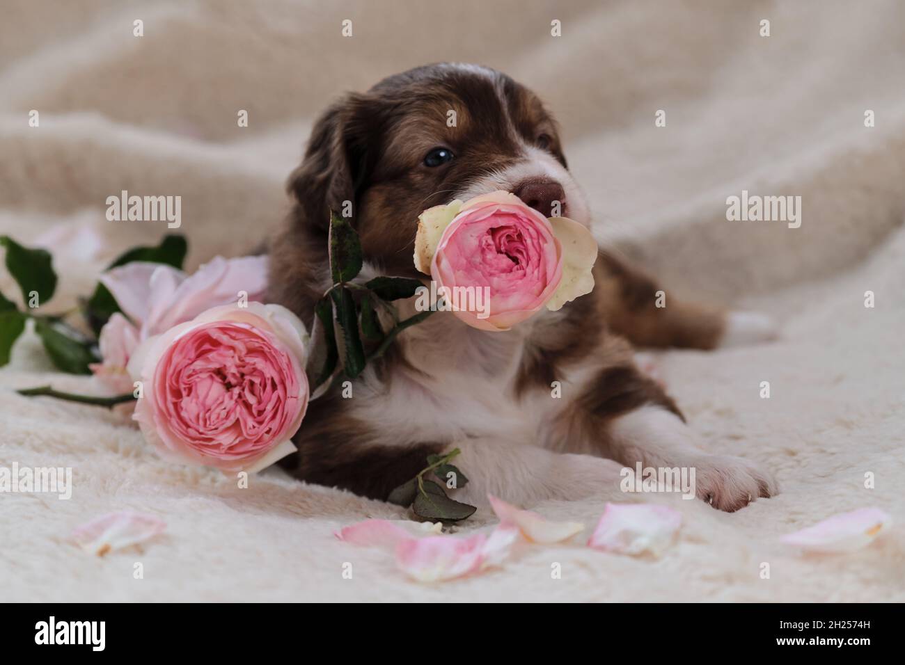 Petit Berger australien chiot tricolore rouge repose sur une couverture douce blanche à côté des roses roses.Magnifique chien australien pour les cartes de vacances.Bonne Valen Banque D'Images