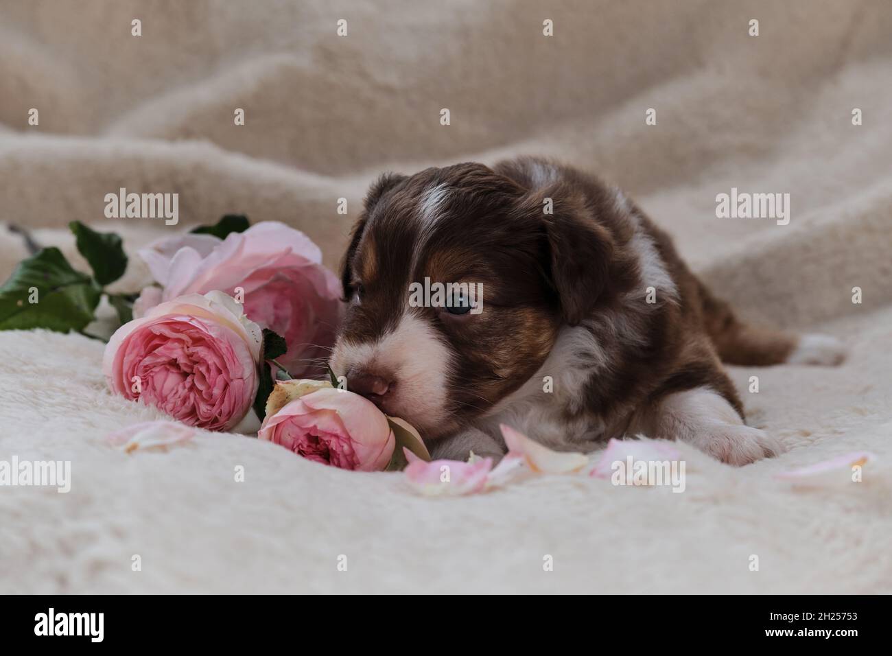 Petit Berger australien chiot tricolore rouge repose sur une couverture douce blanche à côté des roses roses.Magnifique chien australien pour les cartes de vacances.Bonne Valen Banque D'Images