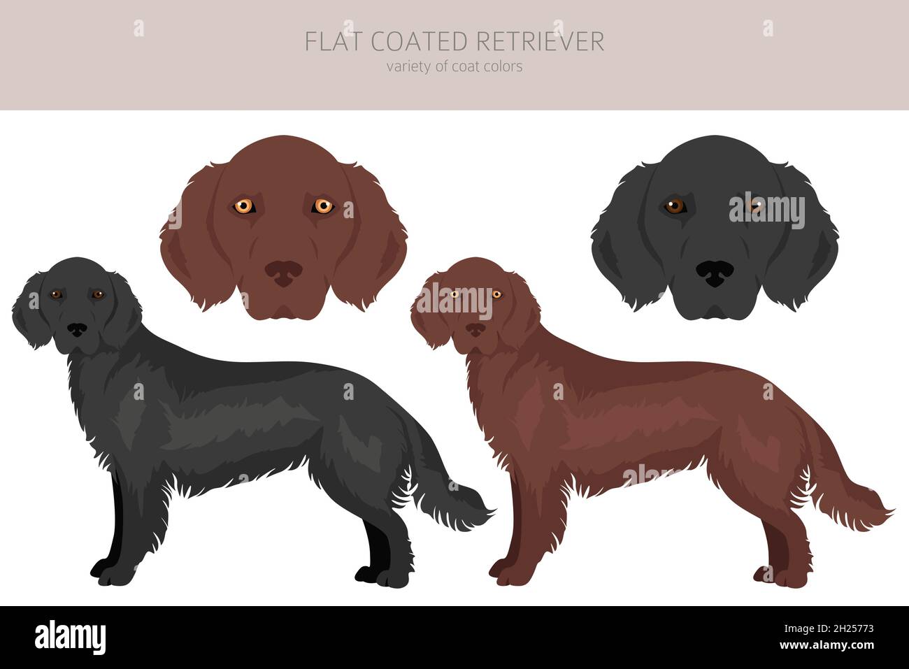 Clipart de retriever à revêtement plat.Différentes poses, ensemble de couleurs de pelage.Illustration vectorielle Illustration de Vecteur