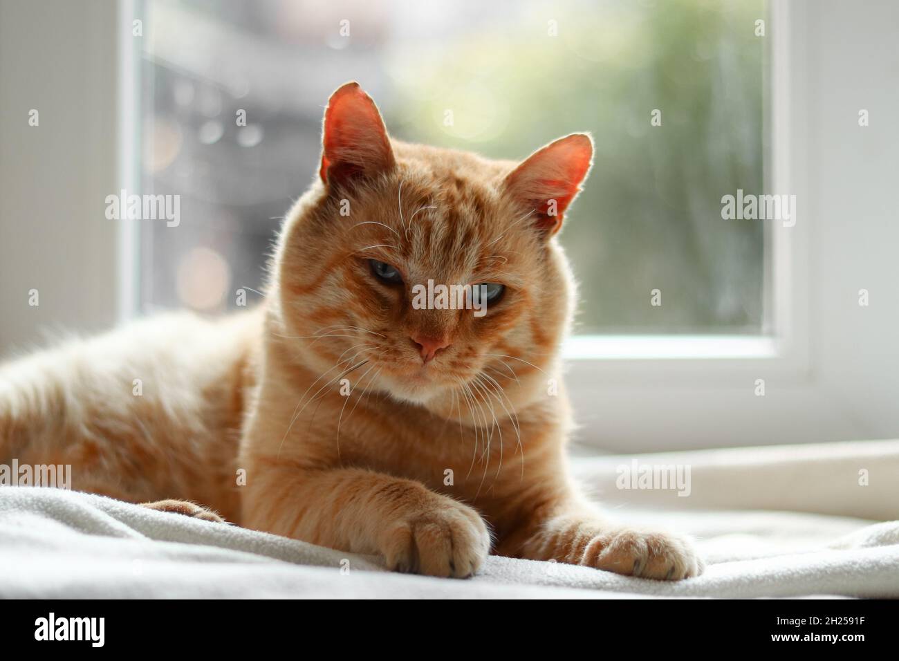 Chat rouge clair sur une couverture blanche, lumière de la fenêtre. Un beau chat de gingembre se trouve. Banque D'Images