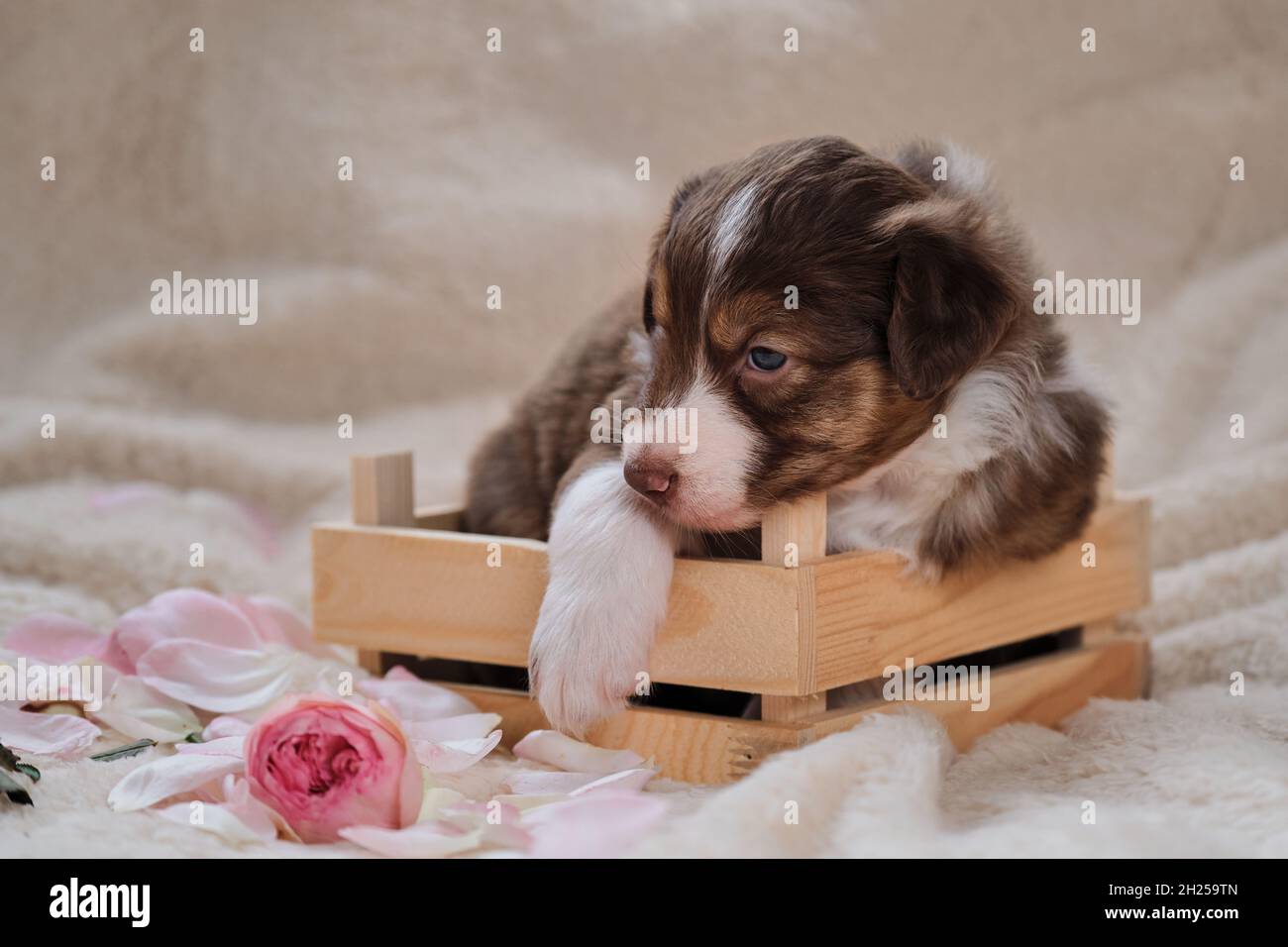 Jeune Berger australien tricolore rouge pose pour la carte de vacances.Magnifique chiot australien dans une jolie boîte en bois faite à la main sur fond de blanc chaud moelleux s Banque D'Images