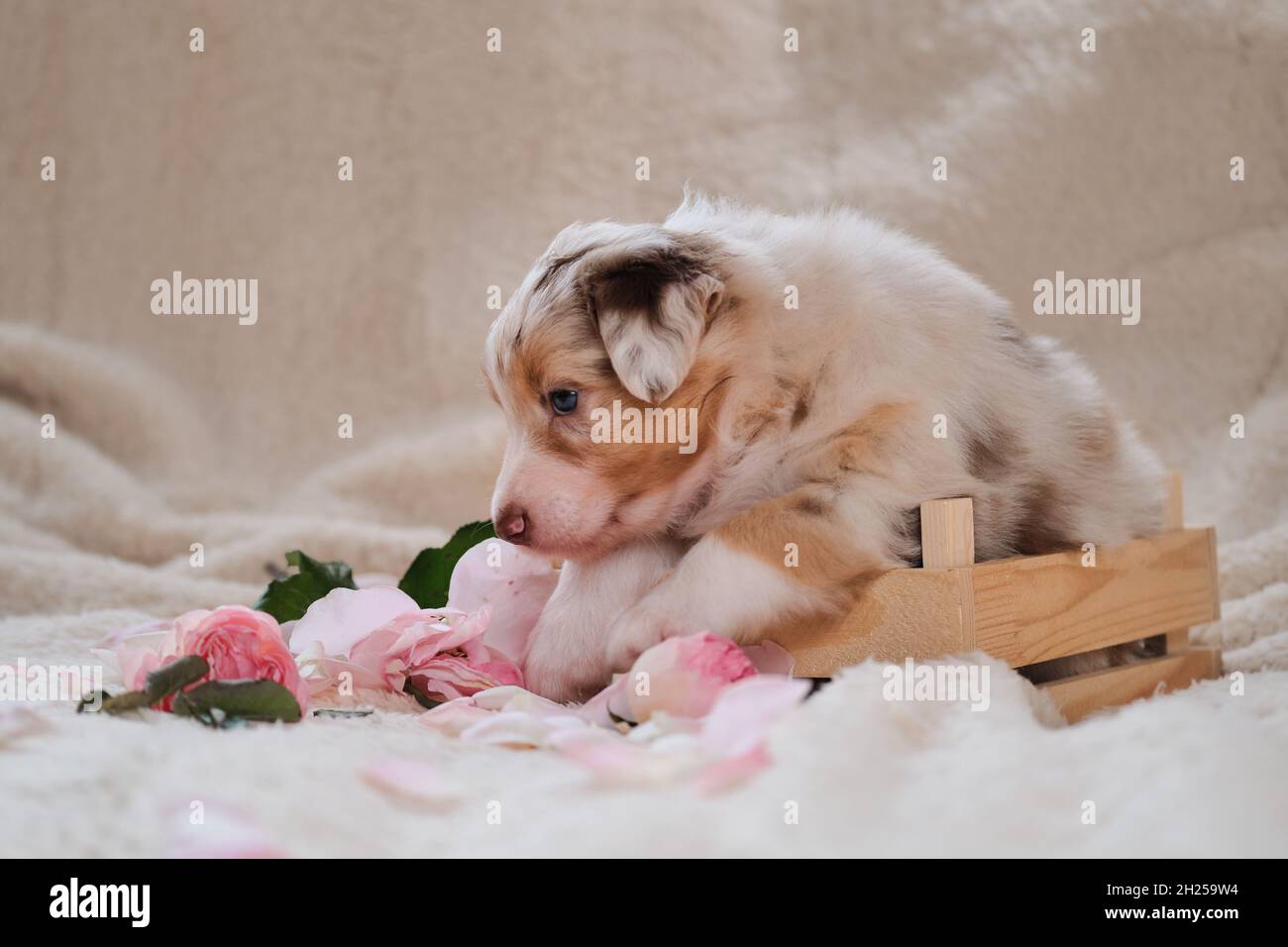 merle, jeune Berger australien rouge, pose une carte de vacances.Magnifique chiot australien dans une jolie boîte en bois faite à la main sur fond de blanc chaud moelleux shee Banque D'Images