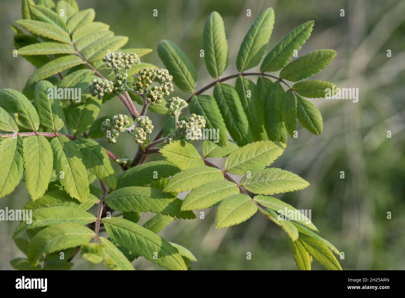 Rowan ou cendres de montagne (Sorbus aucuparia) jeunes feuilles et bourgeons floraux d'un petit arbre au printemps, Berkshire, avril Banque D'Images