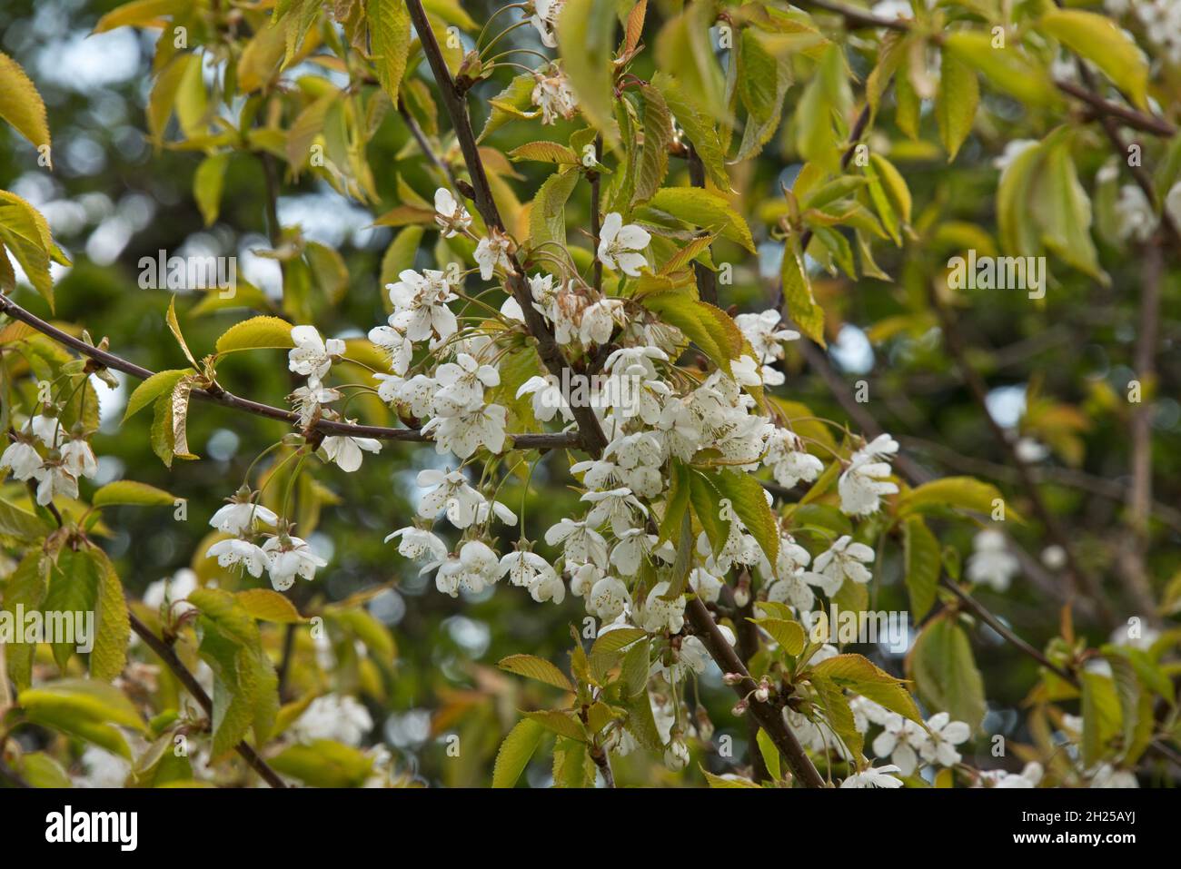 Délicates fleurs de cerisier sauvage (Prunus avium) avec de jeunes feuilles de couleur rouge au printemps, Berkshire, avril Banque D'Images