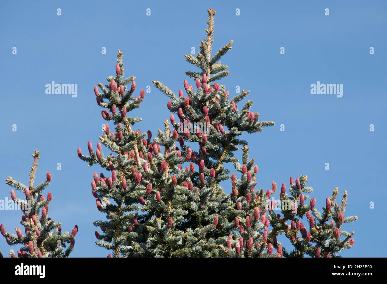 Cônes immatures rouges d'épinette bleue (Picea pungens) au sommet d'un arbre à feuillage bleu, gris-vert, au printemps, Berkshire, mai Banque D'Images