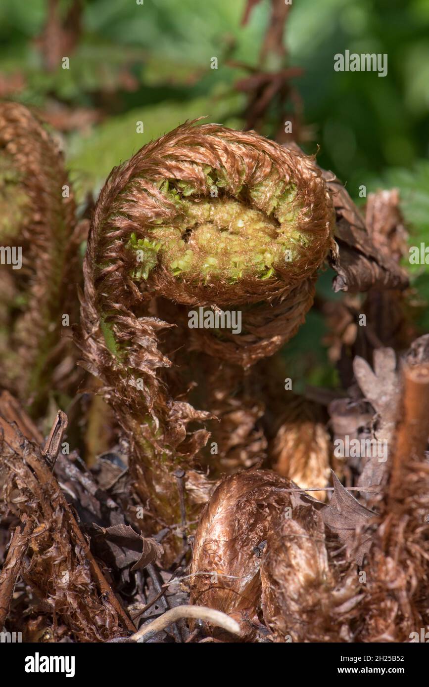 La fougères mâles (Dryopteris filix-mas), le rachis et les pinnae se sont enroulés en spirale - vernation circinée avant de se déboucler pour former une feuille bipennée au printemps, mai Banque D'Images