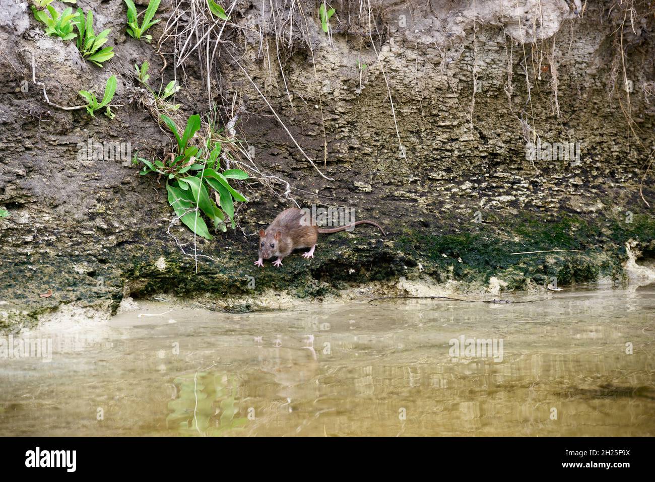 Rat de rivière sur la rive sablonneuse en argile de la rivière Orel près de l'eau, Obukhovka emplacement, Dnepropetrovsk région, Ukraine. Banque D'Images