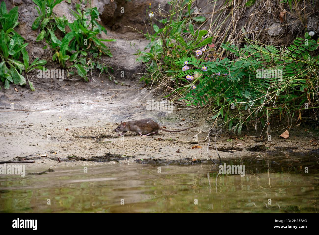 Rat de rivière sur la rive sablonneuse en argile de la rivière Orel près de l'eau, Obukhovka emplacement, Dnepropetrovsk région, Ukraine. Banque D'Images