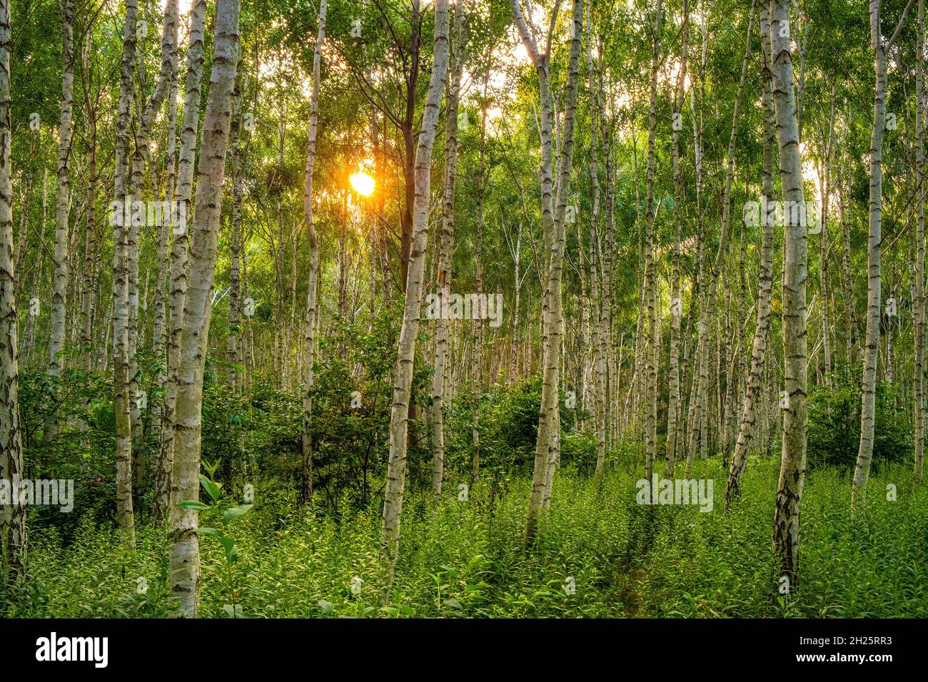 Paysage d'été de la forêt de jeunes bouleaux argentés - latin Betula pendula - dans la forêt de Las Kabacki à Varsovie, dans le centre de la Pologne Banque D'Images
