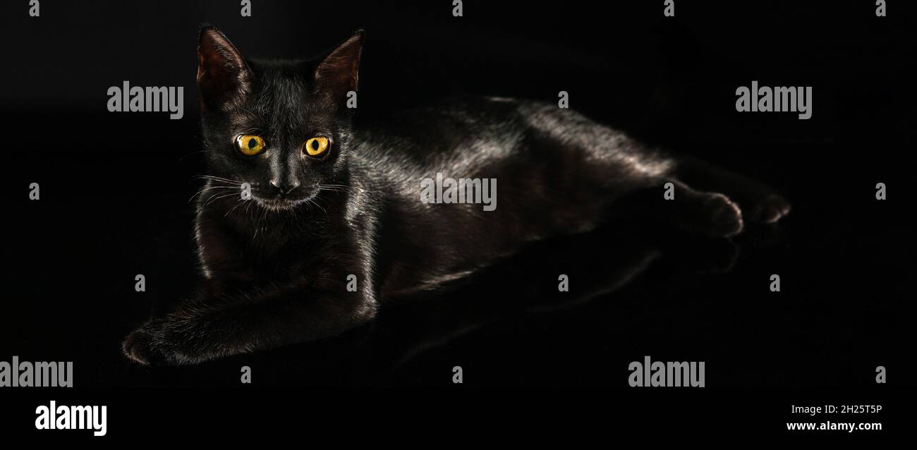 Portrait d'animal.Chat couché noir avec yeux ambrés sur fond noir.Magnifique chat noir à motif de race.Chat noir qui disparaît dans l'ombre. Banque D'Images