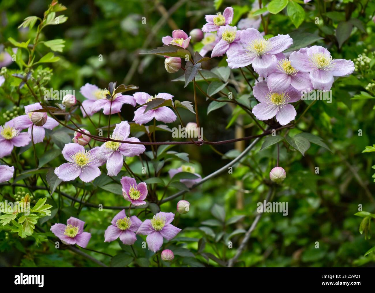 Belles fleurs d'anémone japonaise rose pâle en été Banque D'Images