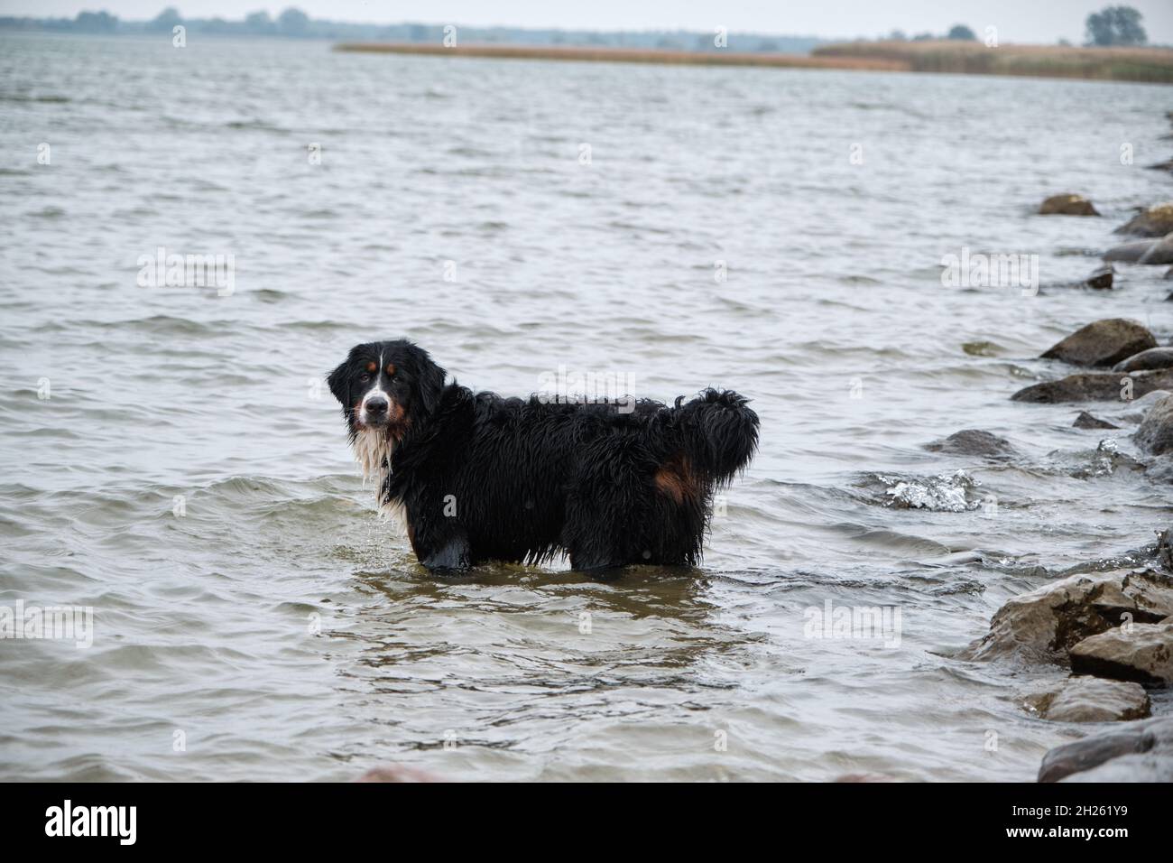 Chien de montagne bernois debout dans l'eau près de la côte et regardant de côté Banque D'Images