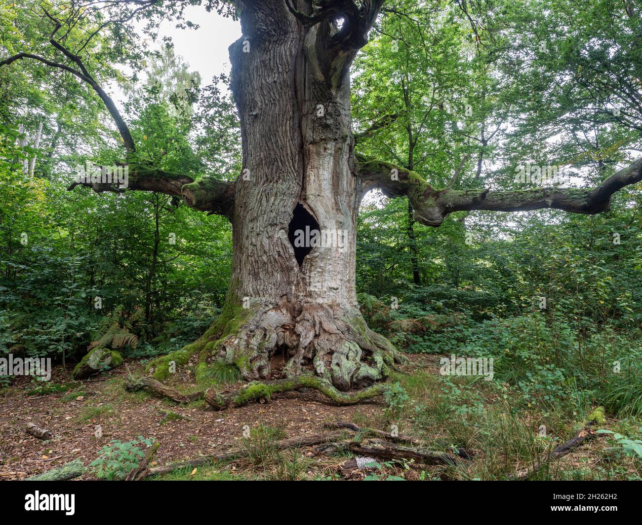 Vieux chênes dans la réserve naturelle protégée de la jungle Sababurg, Weserbergland, Allemagne Banque D'Images