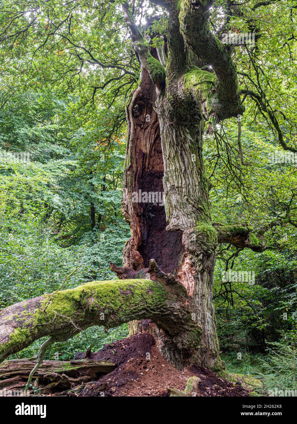 Vieux chênes dans la réserve naturelle protégée de la jungle Sababurg, Weserbergland, Allemagne Banque D'Images