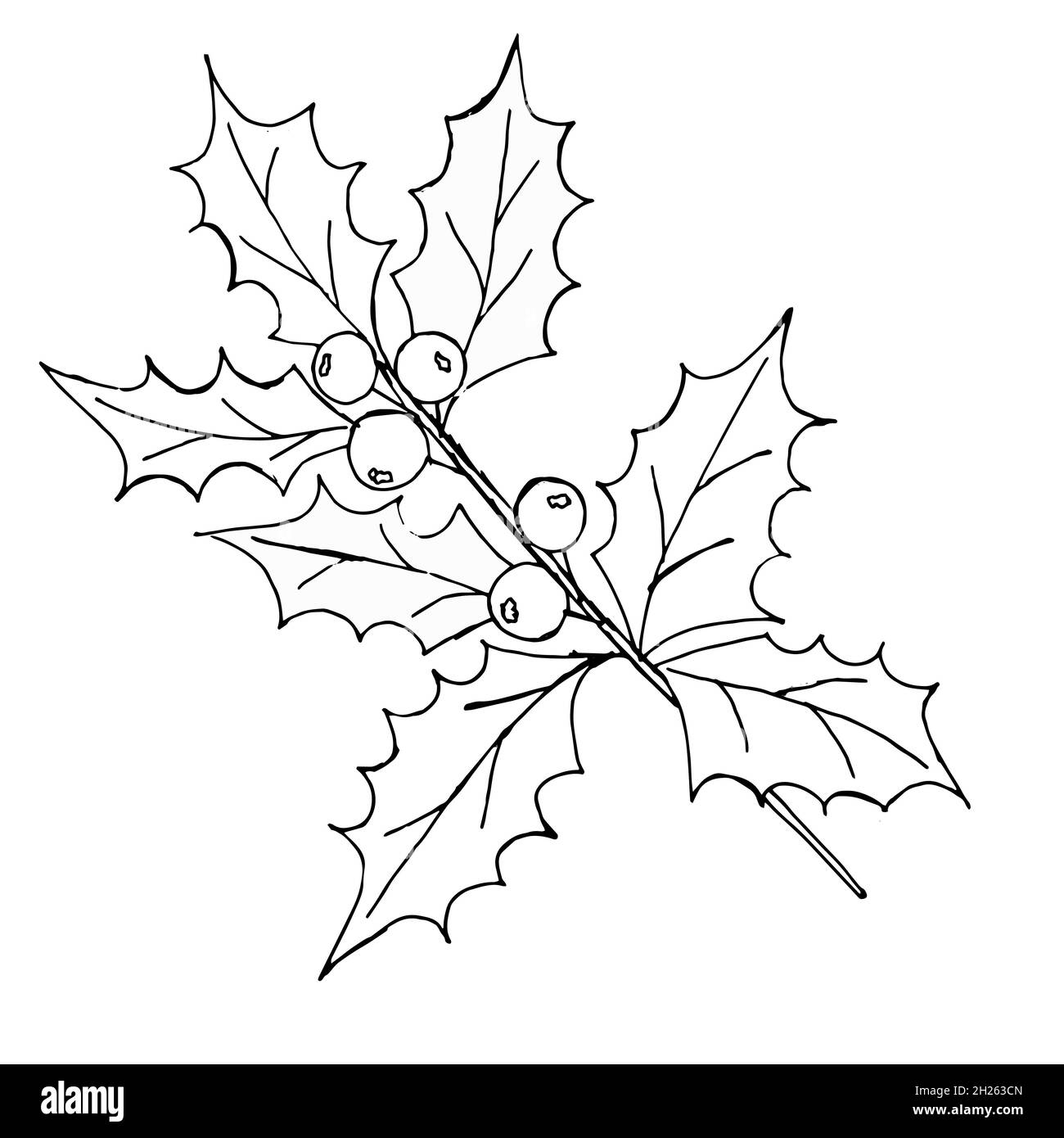 Ensemble vectoriel vintage de plantes de décoration de Noël traditionnelles dessinées à la main.Houx dessiné à la main isolé sur un fond blanc.Idéal pour les invitations et Illustration de Vecteur