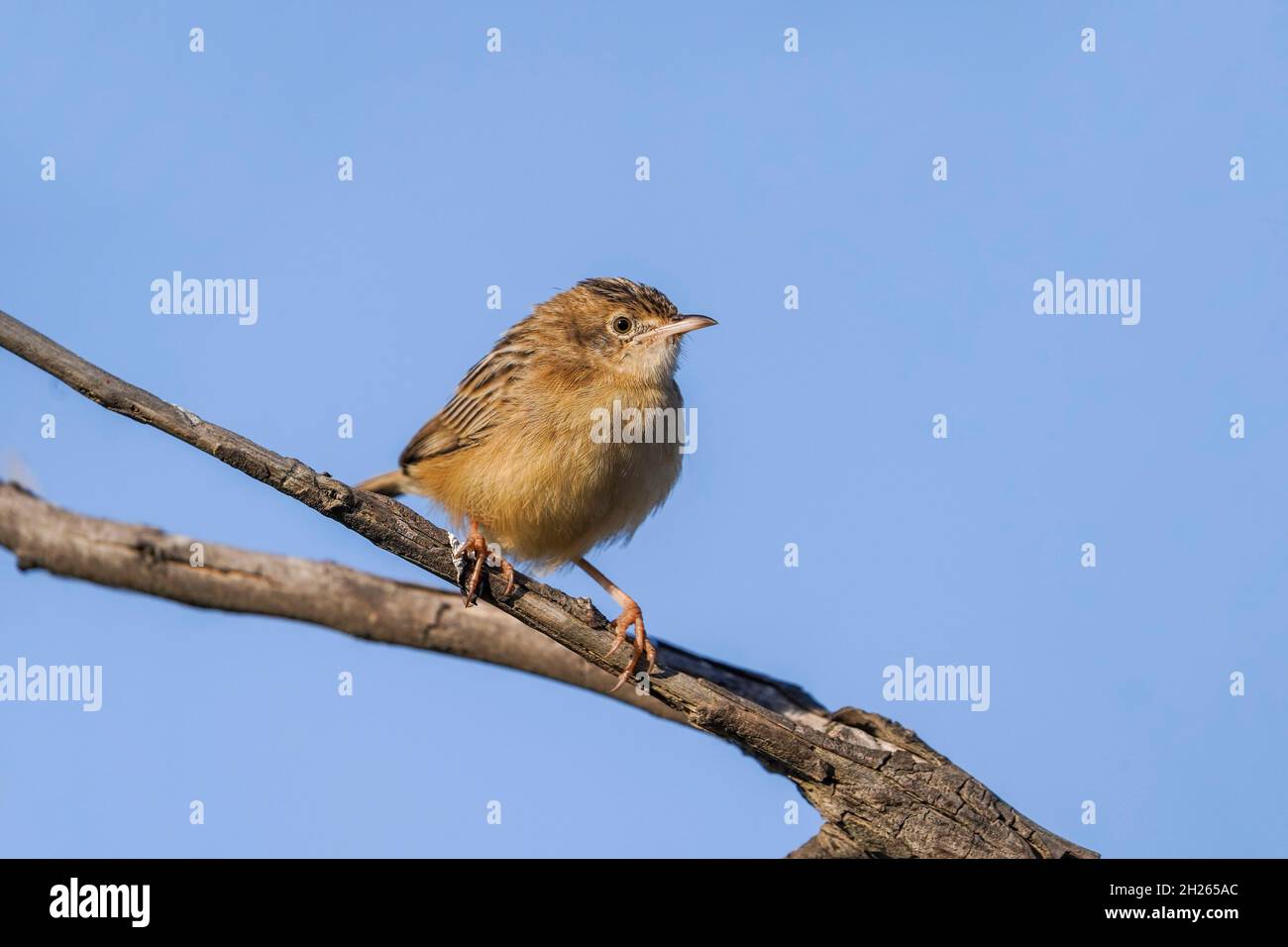 Zitting cisticola (Cisticola joncidis) dans un arbre, Andalousie, Espagne. Banque D'Images