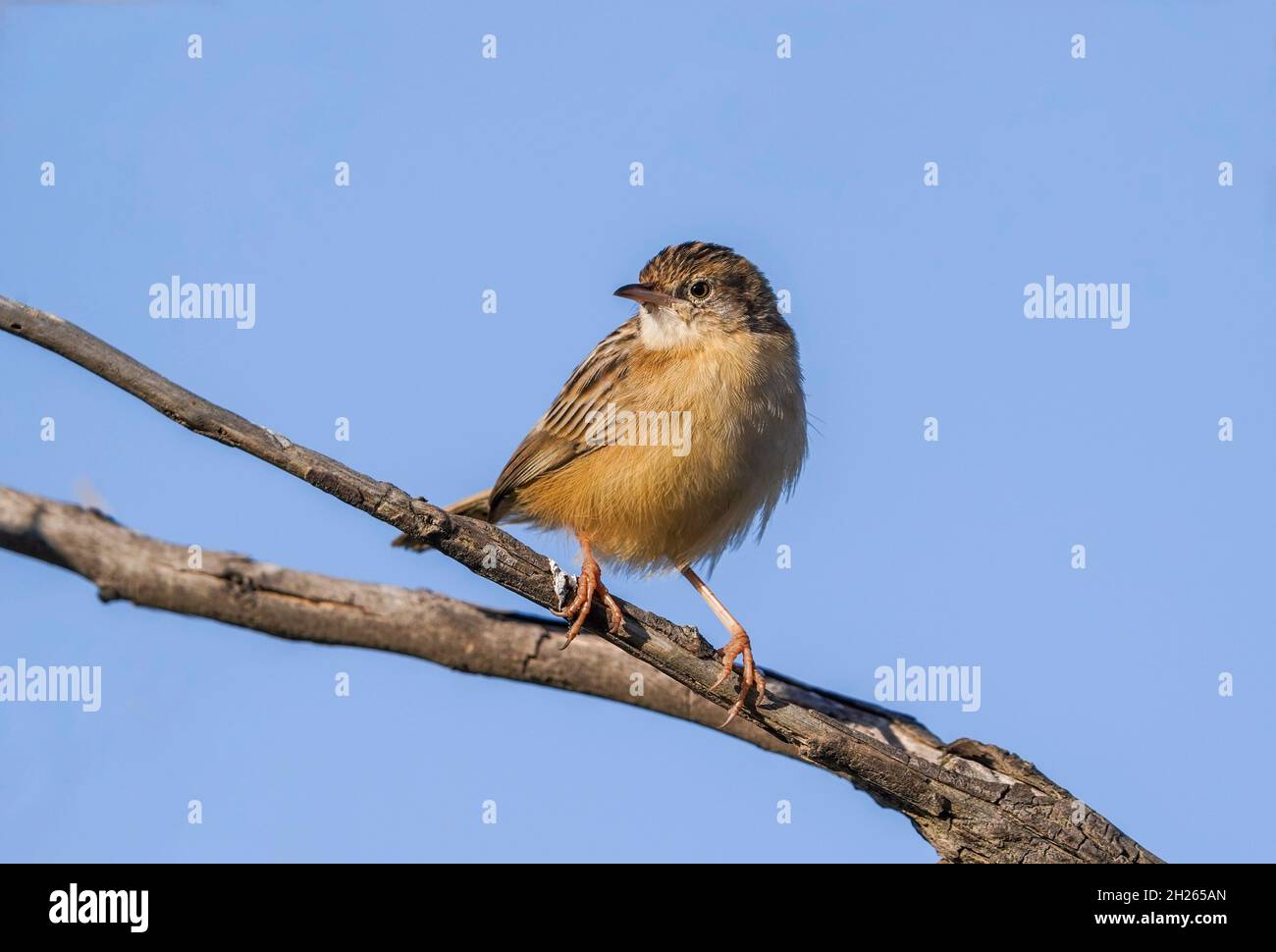 Zitting cisticola (Cisticola joncidis) dans un arbre, Andalousie, Espagne. Banque D'Images