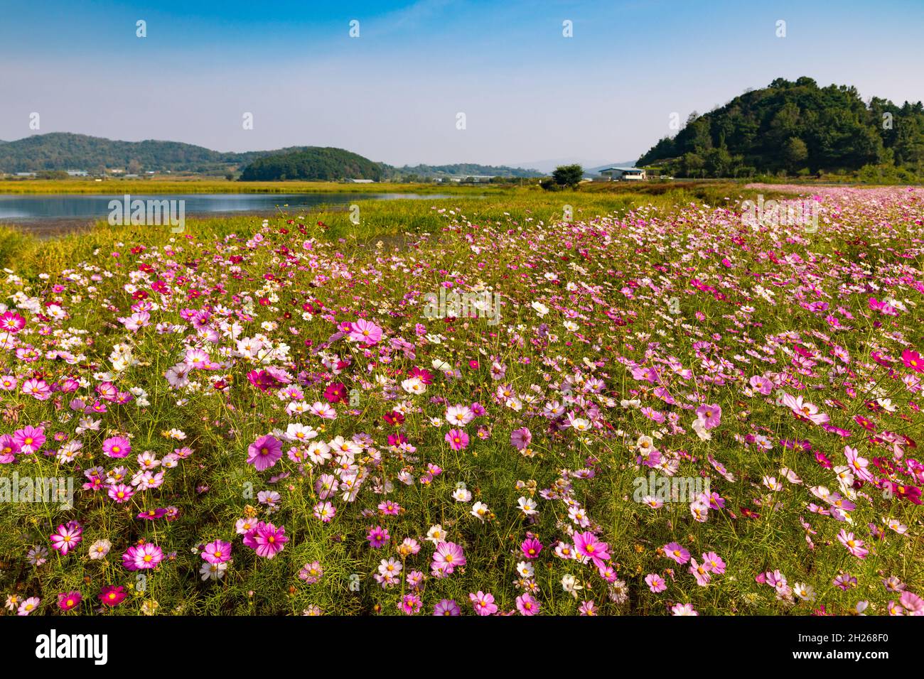 Magnifique paysage de fleurs cosmos en pleine floraison dans un champ rural par une journée ensoleillée Banque D'Images